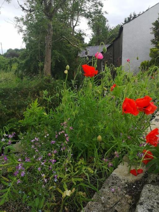 Riverside Cottage At Logwood Mill Ballyclare Dış mekan fotoğraf